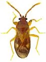 Tempyra testacea