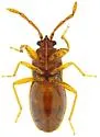 Tempyra testacea - photo 3