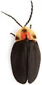 Tenaspis angularis - photo 2