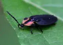 Tenaspis angularis - photo 3