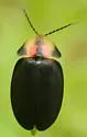 Tenaspis angularis - photo 4