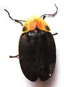 Tenaspis angularis - photo 5