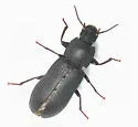 Dark Mealworm - photo 2