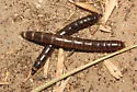 Dark Mealworm - photo 4