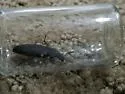 Dark Mealworm - photo 5