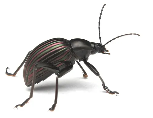 Darkling Beetles - photo 3