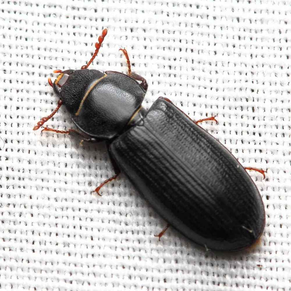 Tenebroides americanus - photo 3