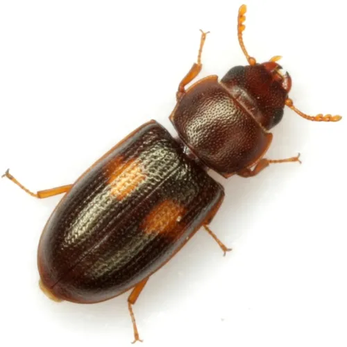 Tenebroides bimaculatus - photo 2