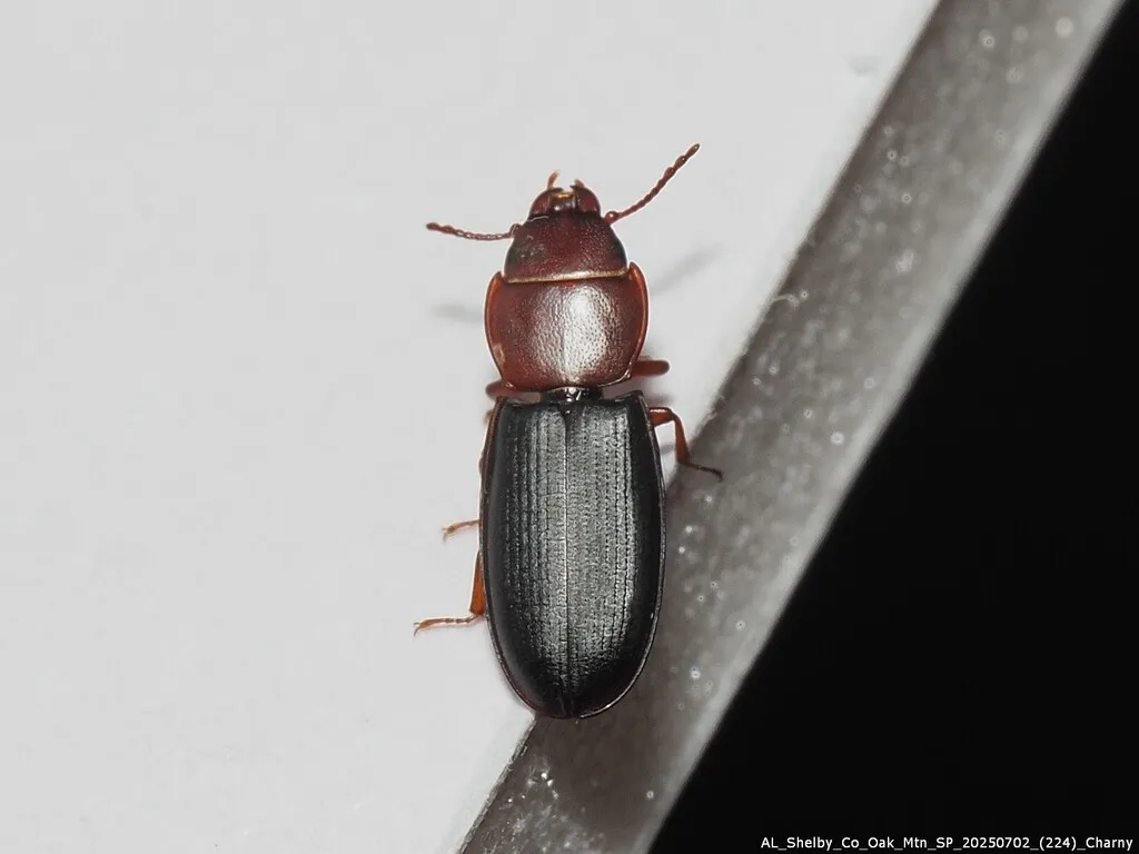 Tenebroides collaris - photo 2