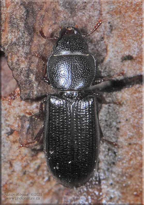 Tenebroides corticalis - photo 2