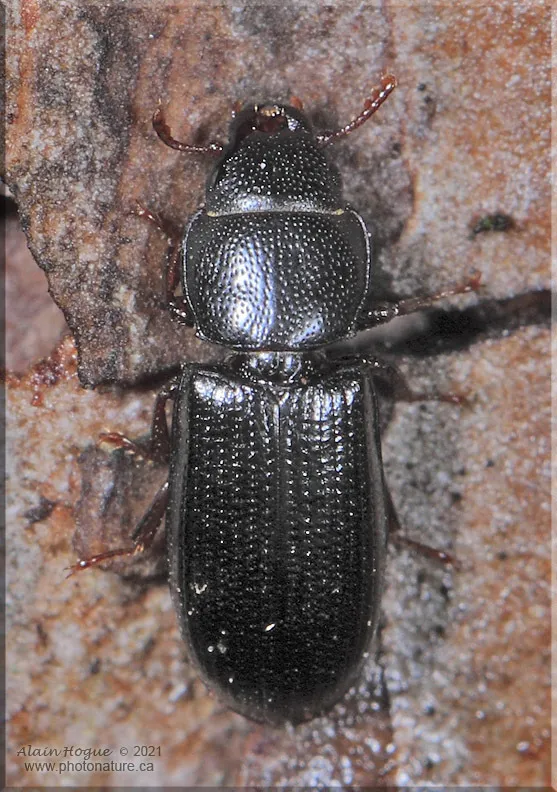 Tenebroides corticalis - photo 3