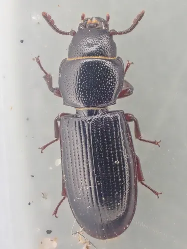 Tenebroides crassicornis