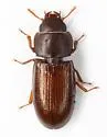 Tenebroides floridanus - photo 2