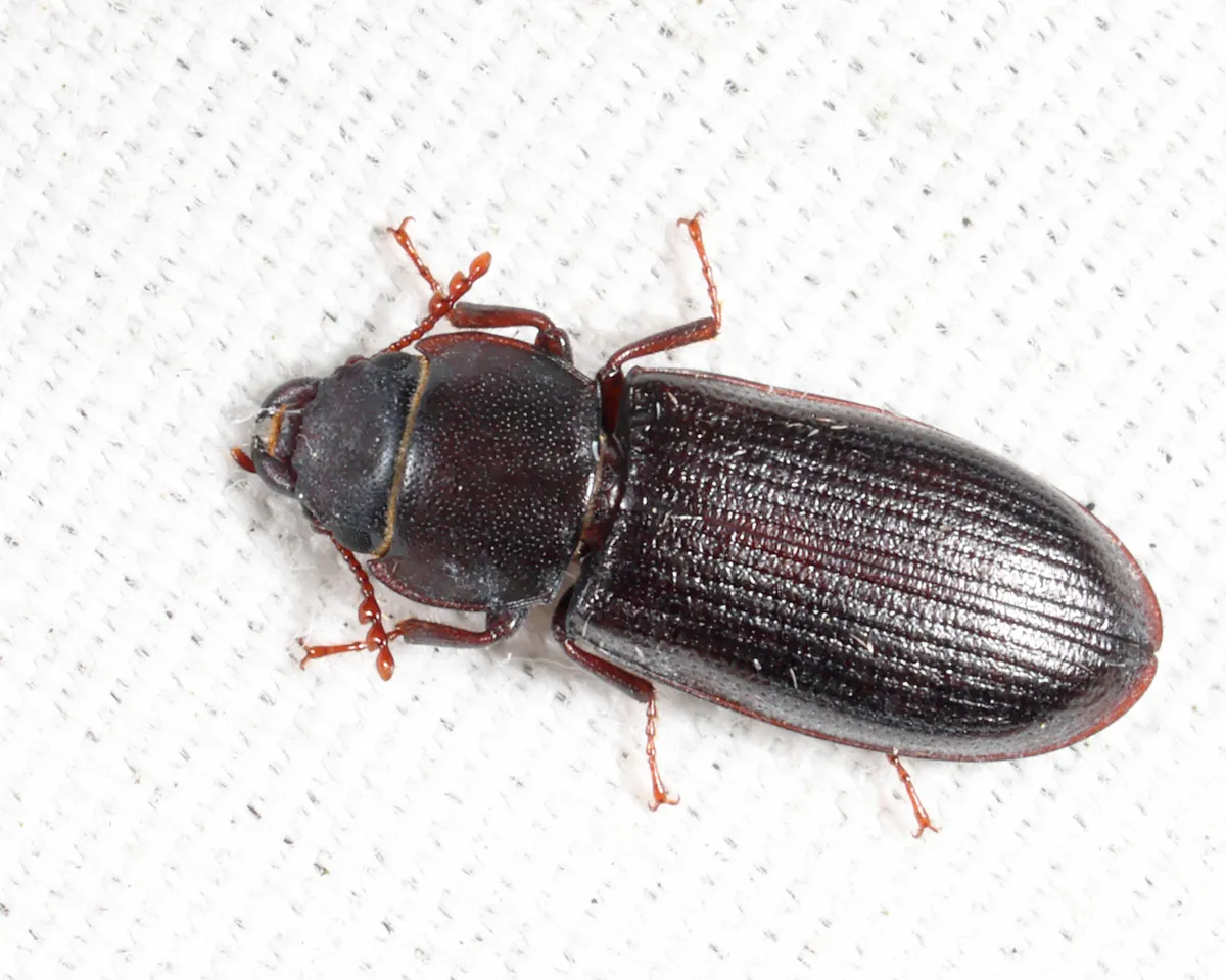 Tenebroides laticollis