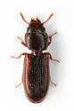 Tenebroides marginatus - photo 2