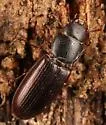 Tenebroides marginatus - photo 3