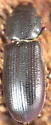 Tenebroides marginatus - photo 4