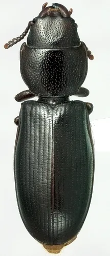 Cadelle - photo 2