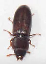 Tenebroides nanus - photo 3