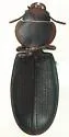 Tenebroides obtusus - Tenebroides obtusus