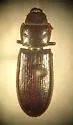 Tenebroides occidentalis - Tenebroides occidentalis