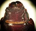 Tenebroides occidentalis - photo 2