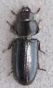 Tenebroides occidentalis - photo 3