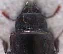 Tenebroides occidentalis - photo 4