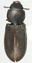 Tenebroides rugosipennis