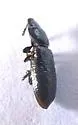 Tenebroides rugosipennis - photo 4