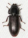 Tenebroides semicylindricus - photo 2