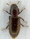 Tenebroides semicylindricus - photo 3