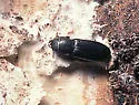 Tenebroides semicylindricus - photo 4