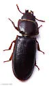 Tenebroides sonorensis - photo 2