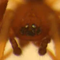 Tennesseellum formica