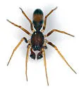 Tennesseellum formica - photo 2