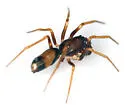 Tennesseellum formica - photo 3