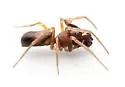 Tennesseellum formica - photo 4