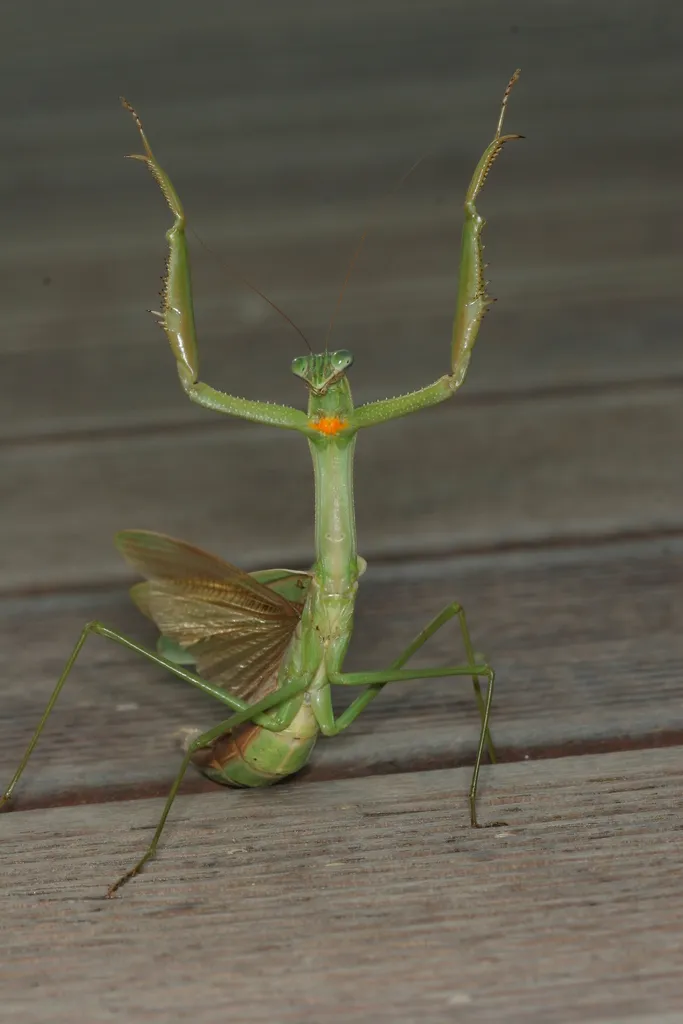 Narrow-winged Mantis