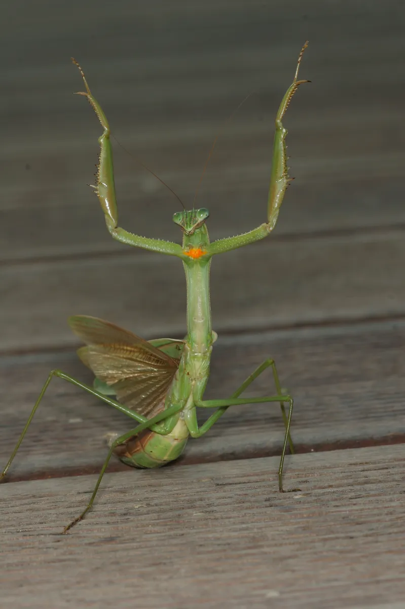 Narrow-winged Mantis - photo 2