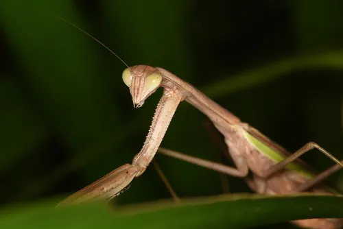 Tenodera aridifolia