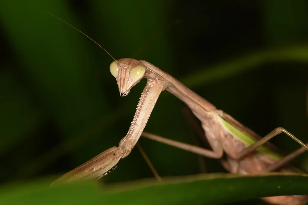 Tenodera aridifolia - photo 2