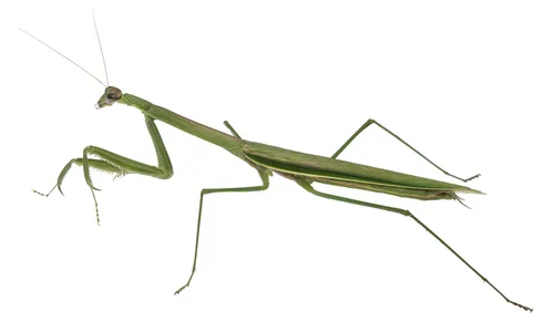 Purple-winged Mantis