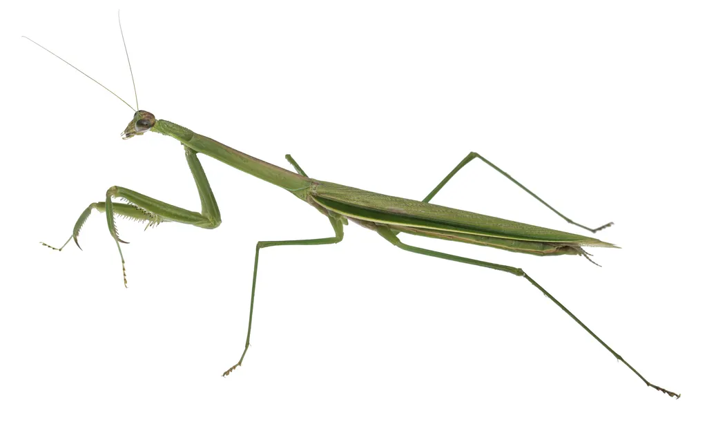 Purple-winged Mantis - photo 2