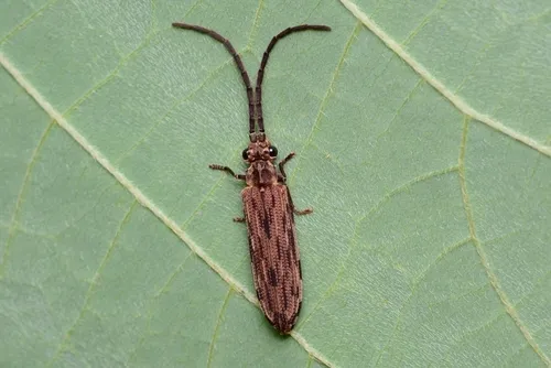 Tenomerga anguliscutis