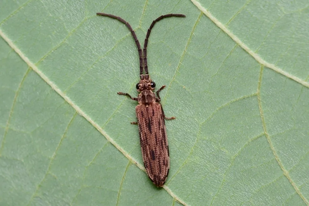 Tenomerga anguliscutis - photo 2