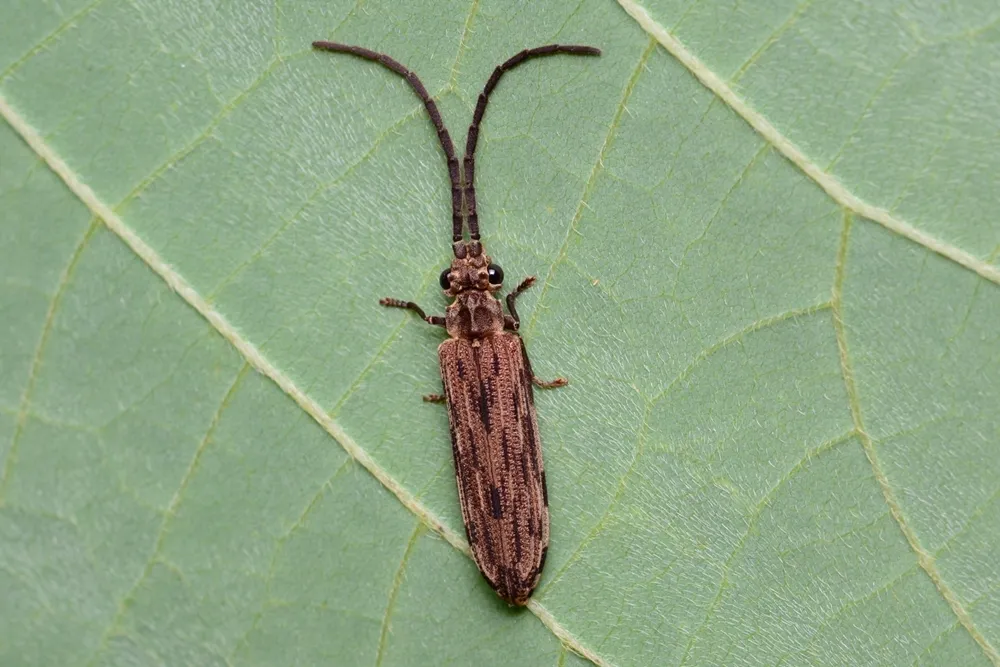 Tenomerga anguliscutis - photo 3