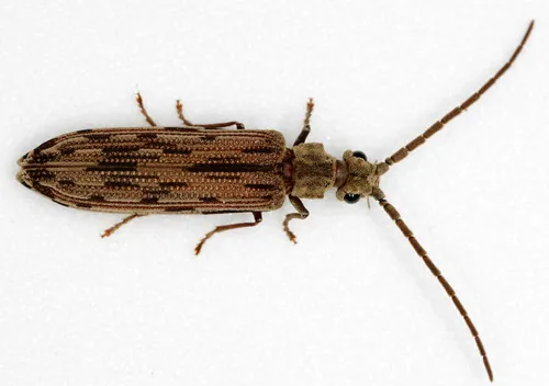 Tenomerga cinerea