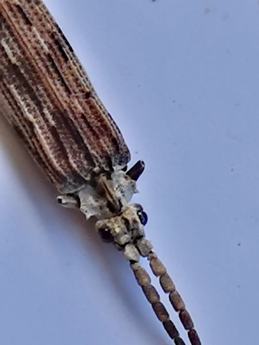 African Reticulate Beetle - photo 3