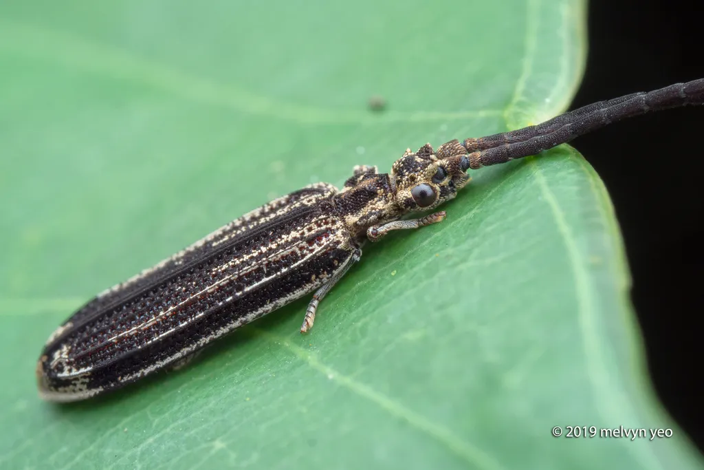Tenomerga moultonii - photo 2